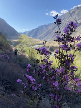 Тур на Алтай на цветение маральника
