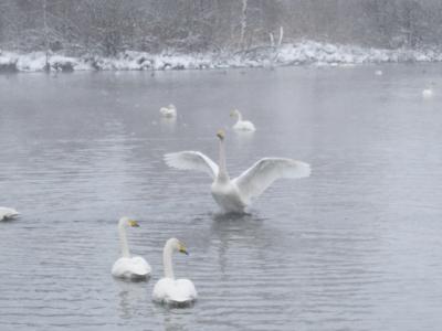 Экскурсия на озеро Лебединое на Алтае зимой