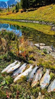 Улов форели на озере в Горном Алтае в 40 км от села Амур