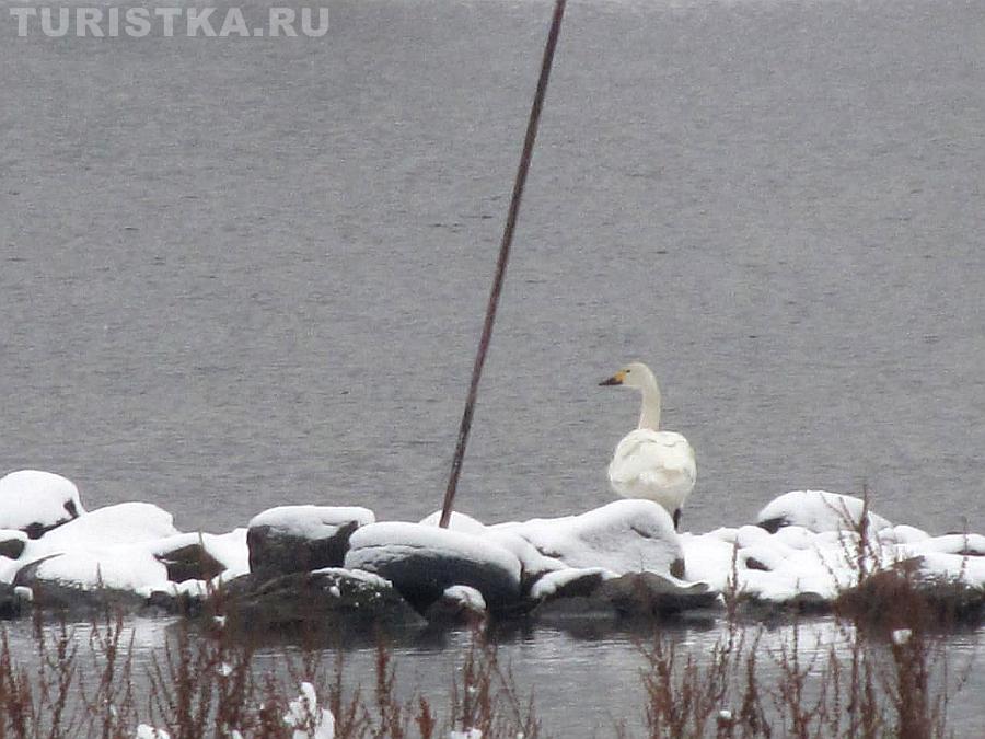 Одинокий лебедь около моста в Артыбаше