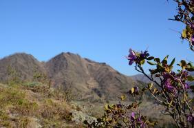 Цветущий маральник на горе Бешпек
