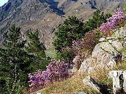 Горный Алтай : База отдыха «Еланда» : Цветет Рододендрон Даурский (багульник) на скалах