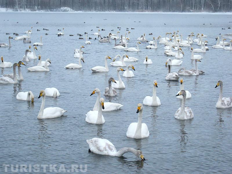 Лебеди на Лебедином озере