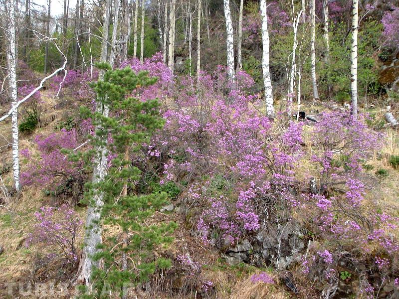 Цветущий маральник, вид с подъемника весной