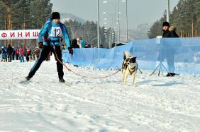 Отдых на Алтае : События на Алтае : Гонки на собачьих упряжках : По седому Алтаю 2019 : Андрей Поздняков, Кемерово, 25 км, 2 собаки