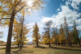 Фотоконкурс Золототая осень на Алтае 2018.  Золотая Осень Чаган-Узуна