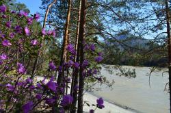 Горный Алтай : Цветение маральника : Кусты маральника на берегу Катуни 2015