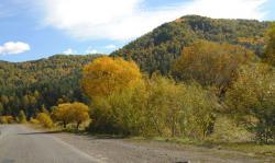 Золотая осень на Алтае : Майминский р-он, дорога в Артыбаш