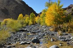 Золотая осень на Алтае : Ручей Кызыл-Чин, Кош-Агачский район