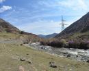 Горный Алтай : Цветение маральника на реке Бол.Ильгумень за перевалом Чике-Таман возле села Купчегень.