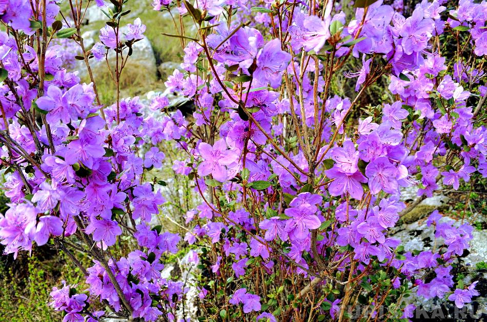 Цветет маральник на Алтае 2015