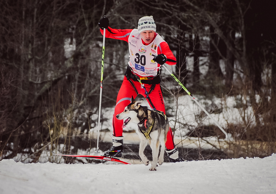 Павел Демин, Иркутская область, скиджоринг, 50 км, 1 собака