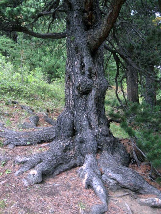 Сказочные деревья