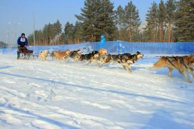 Отдых на Алтае : События на Алтае : Гонки на собачьих упряжках : По седому Алтаю 2019 : Андрей Зябрин, 50 км, 10-12 собак
