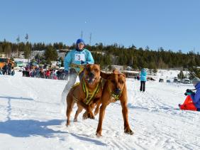 Отдых на Алтае : События на Алтае : Гонки на собачьих упряжках : По седому Алтаю 2019 : Марина Балышева, Иркутск, скиджоринг, 25 км, 2 собаки