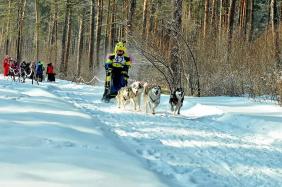 Отдых на Алтае : События на Алтае : Гонки на собачьих упряжках : По седому Алтаю 2019 : Майя Лузянина, Кемерово