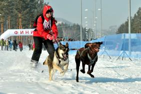 Отдых на Алтае : События на Алтае : Гонки на собачьих упряжках : По седому Алтаю 2019 : Ольга Разенкова, Барнаул, скиджоринг, 25 км, 2 собаки