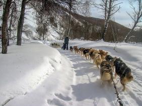 Отдых на Алтае : События на Алтае : Гонки на собачьих упряжках : По седому Алтаю 2019 : Трасса