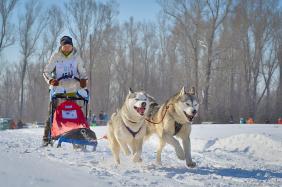 Отдых на Алтае : События на Алтае : Гонки на собачьих упряжках : По седому Алтаю 2019 : Инга Савченкова, скиджоринг, 50 км, 1-2 собаки