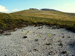 Конный поход на плато Укок : Мраморная кроша, шуршащая под ногами