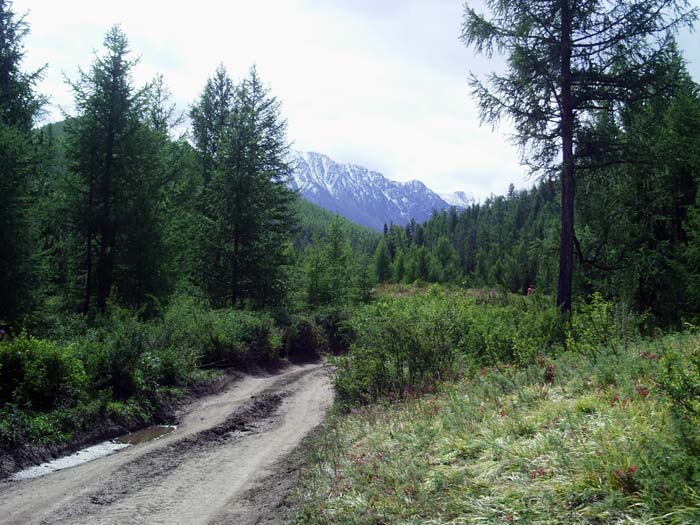Лесной участок дороги к альплагерю