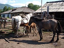 Горный Алтай : Велопоход «Два Алтая» : Лошадиное семейство в Майорке