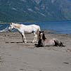 Горный Алтай : Кемпинг Карагай : Лошади на берегу Телецкого озера