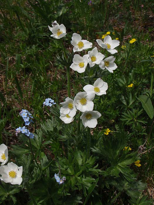 Цветы на Чакырском перевале