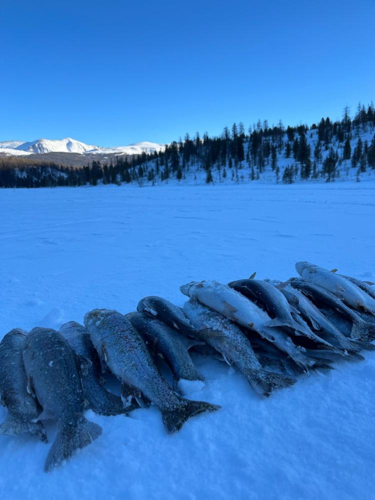 Зимняя рыбалка на Алтае на озере Кок-Коль