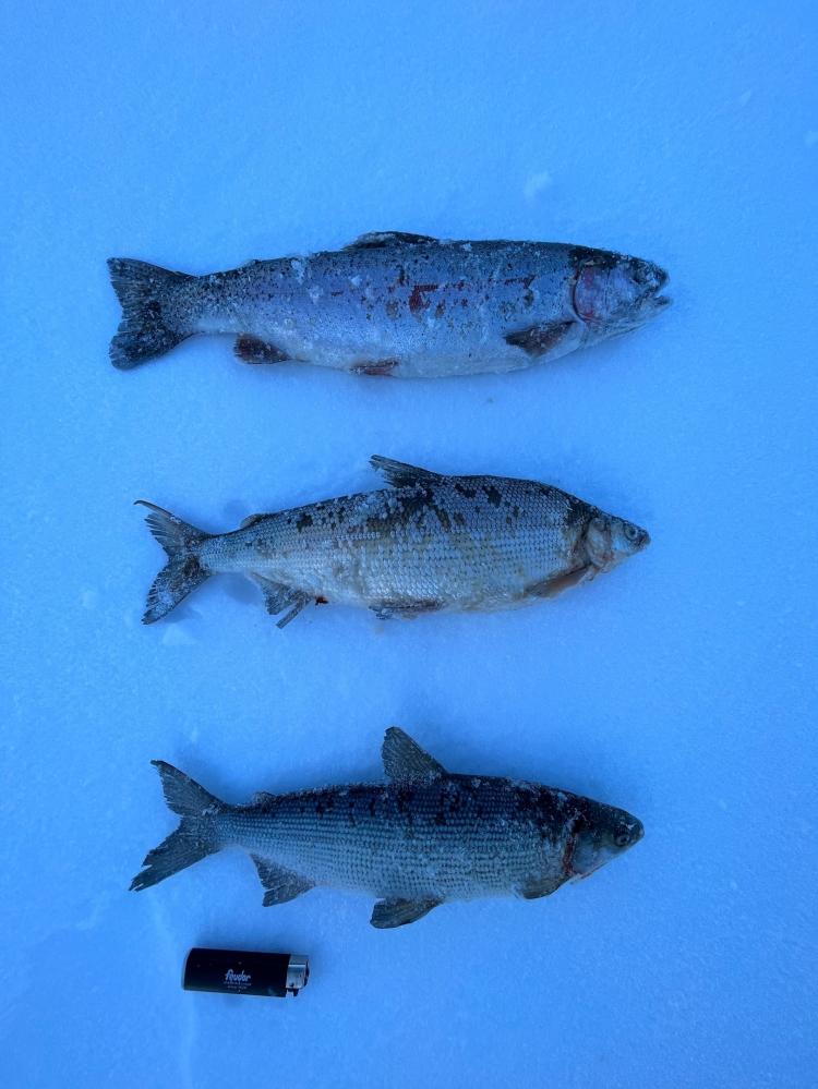 форель, пелядь, сиг