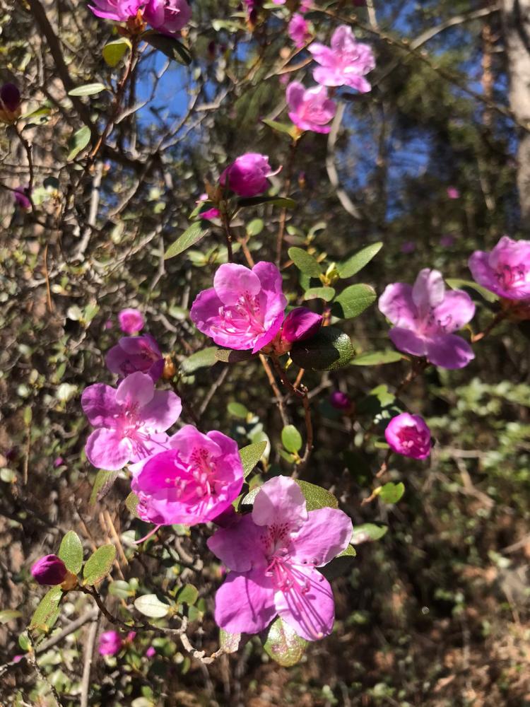 Цветение маральника на Алтай 2024