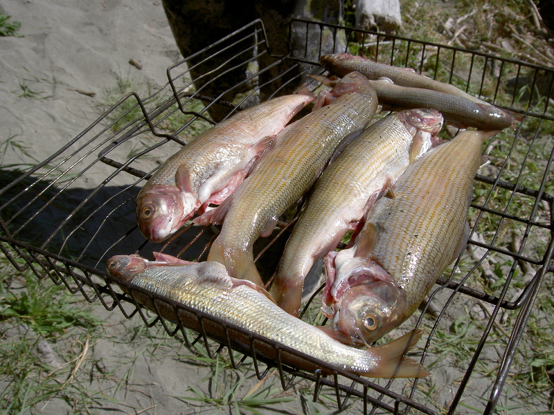 Пикник на реке Катунь