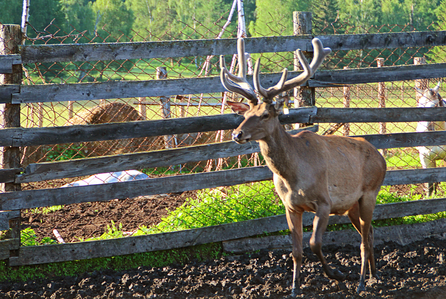 Свое хозяйство. 