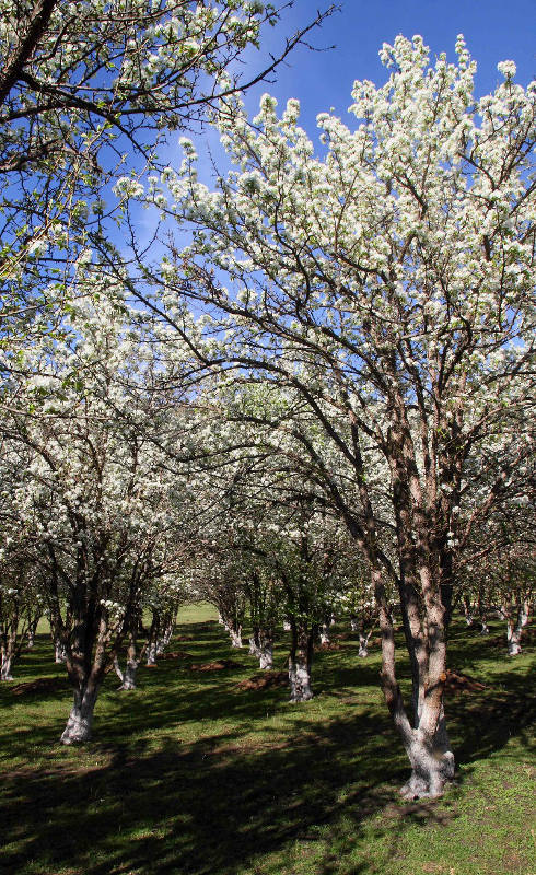 Территория усадьбы