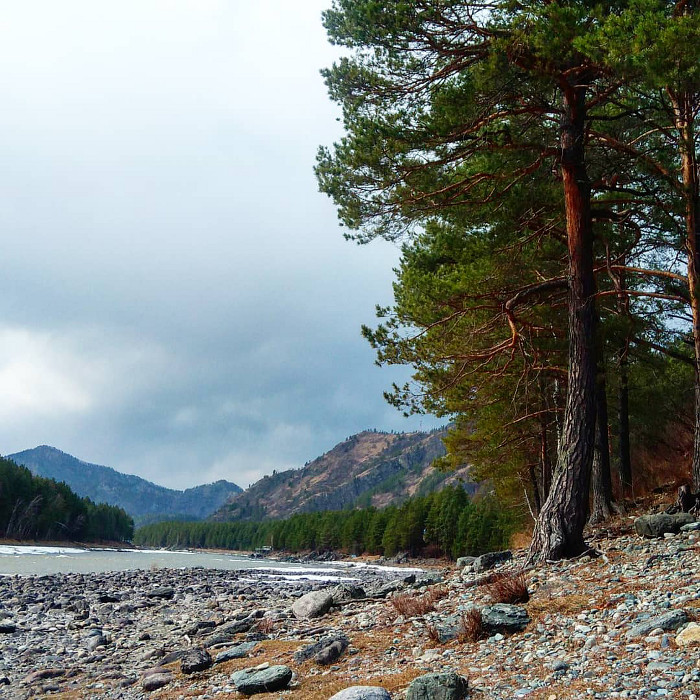 Берег реки Катунь