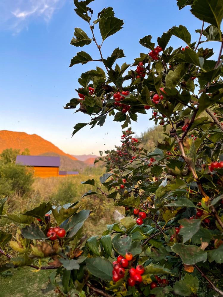 Растёт много прлезных трав и ягод 