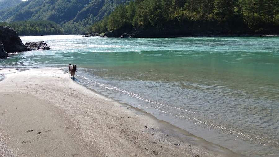 Отдых у реки Чемал Алтай