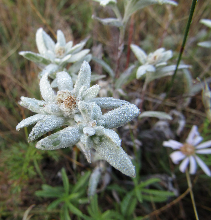 Эдельвейсы близи Куюса в Республике Алтай