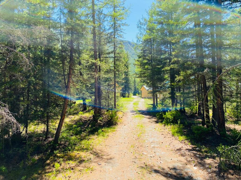 Пихтовый лес