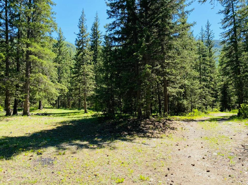 Пихтовый лес