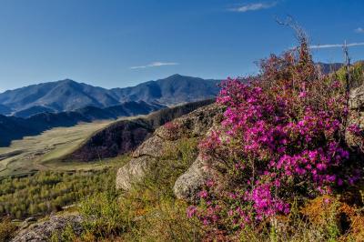 Цветение маральника в Горном Алтае с комфортом