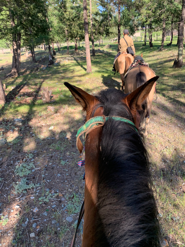 Чибит Алтай конные прогулки