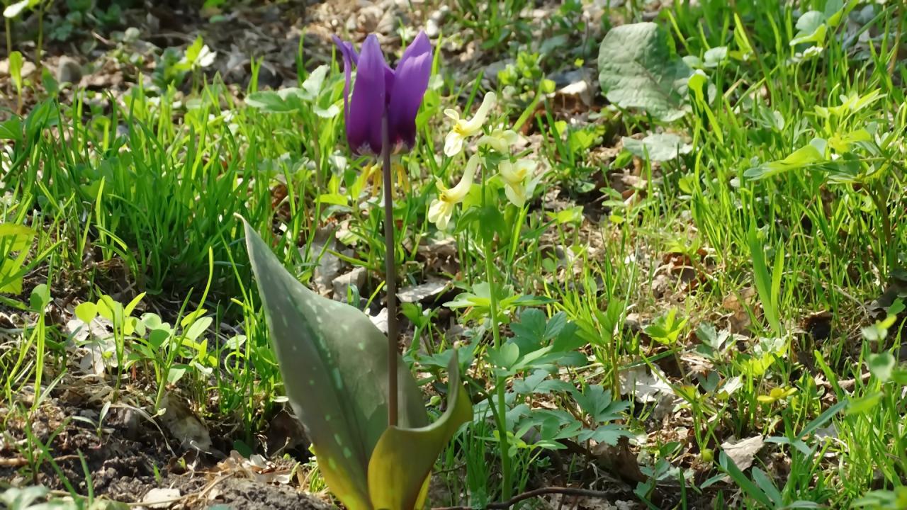   Усадьба Лебедь 