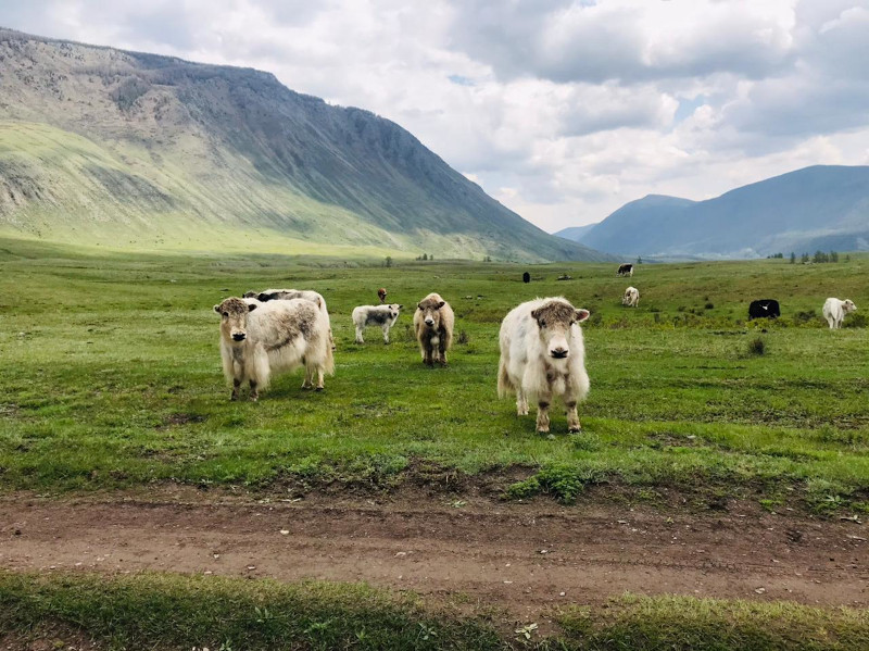 Контактный зоопарк на Алтае