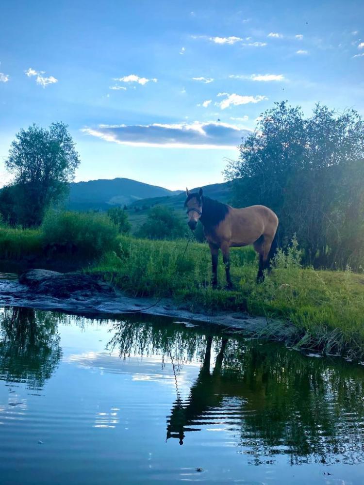 Дружелюбный и добрый конь нашей базы «Спирит»! 