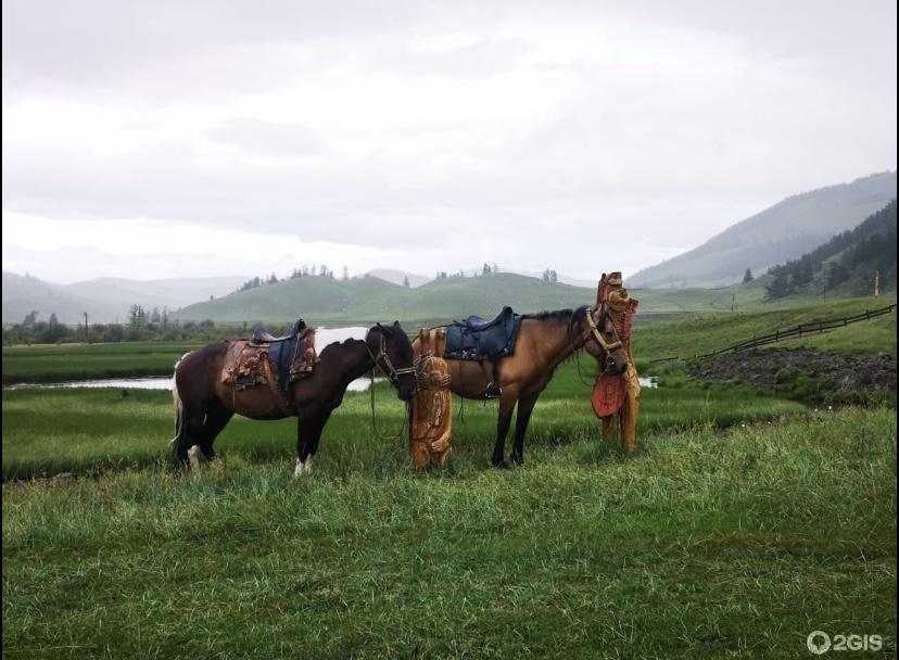 Наши любимые лошадки