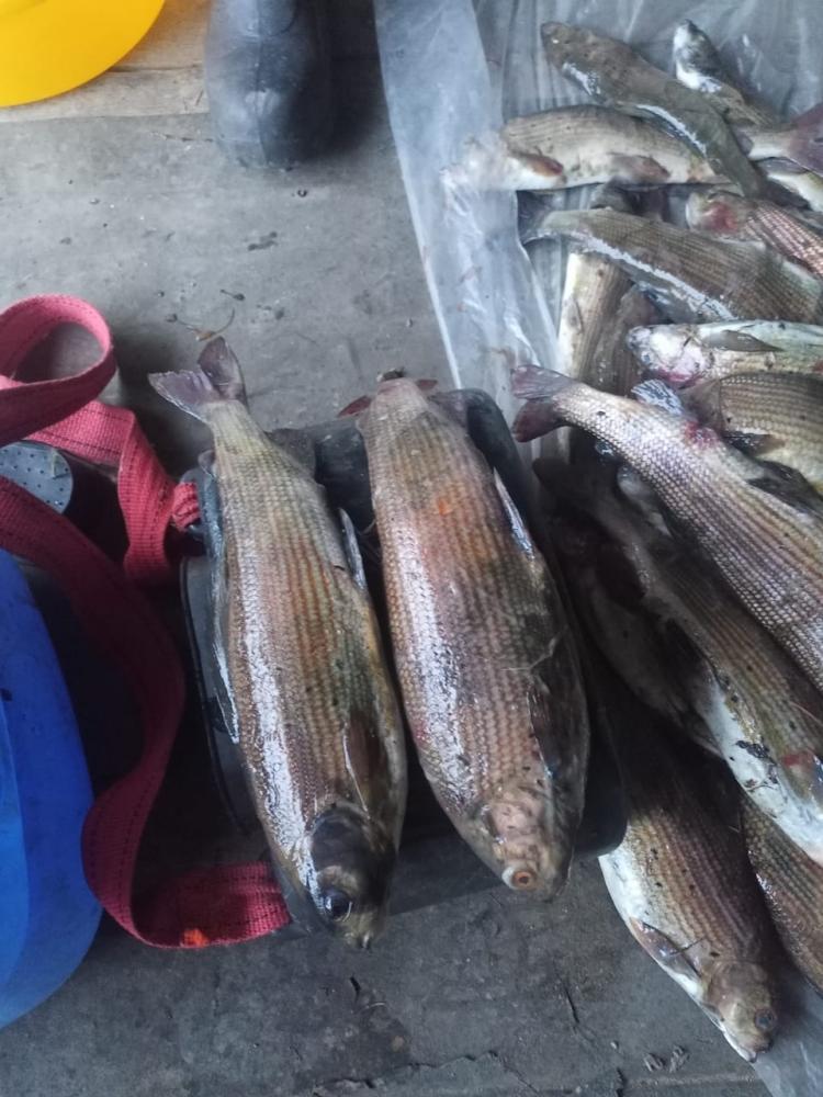 Горная рыбалка на Алтае цены 2025