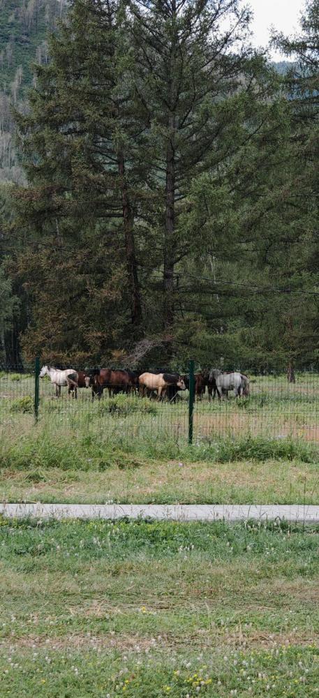 Туркомплекс "АИЛ" Онгудай Алтай