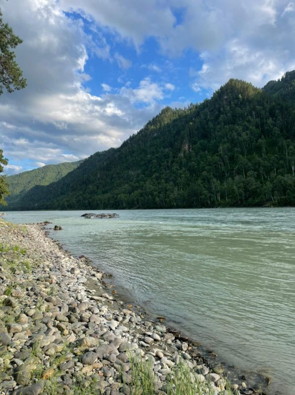 Река Катунь Алтай село Чепош