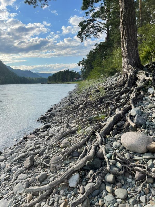 Река Катунь Алтай село Чепош